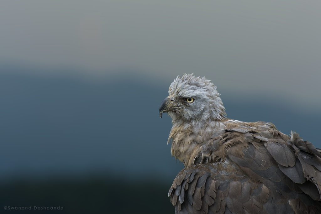 Grey Headed Fish Eagle