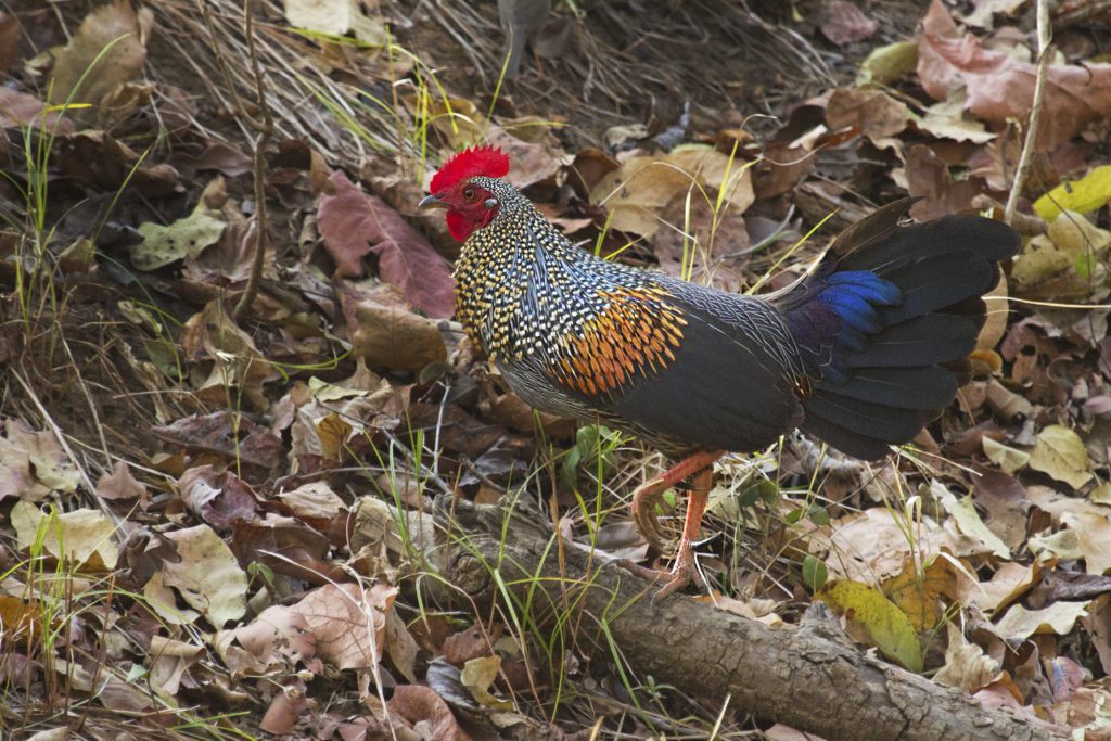 Grey Jungle fowl