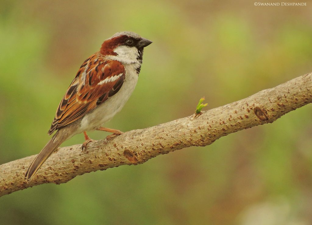 bird watching in India