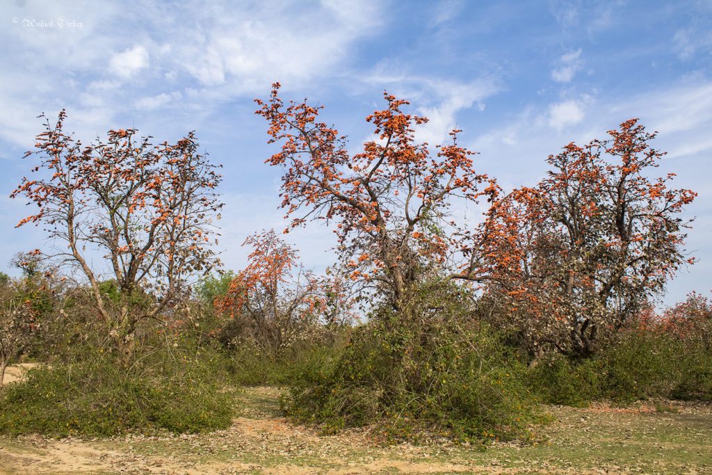 Tree in Central India