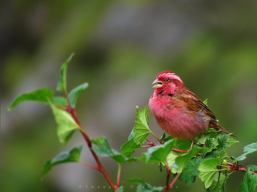 Pugdundee-safaris-I-love-sparrows-celebrating-sparrow-day-2020