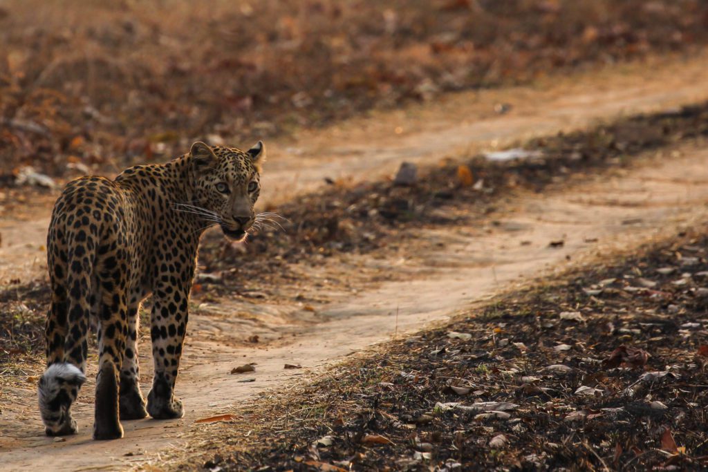 Leopard in Tadoba