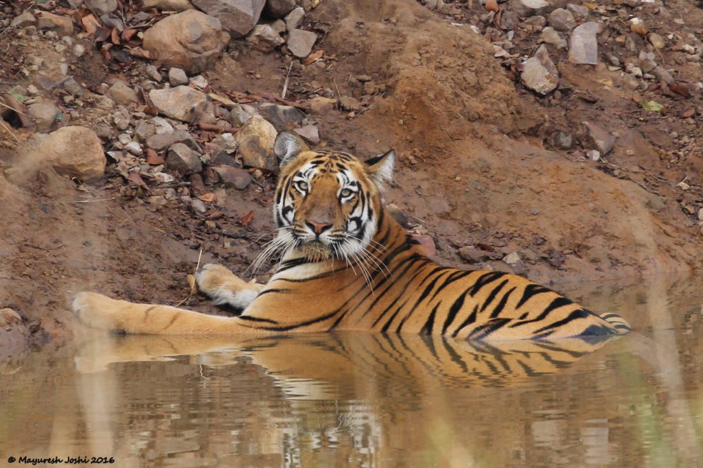 tadoba tiger in river