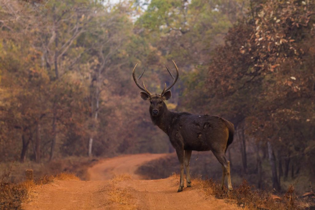 Jeep Safari in Tadoba