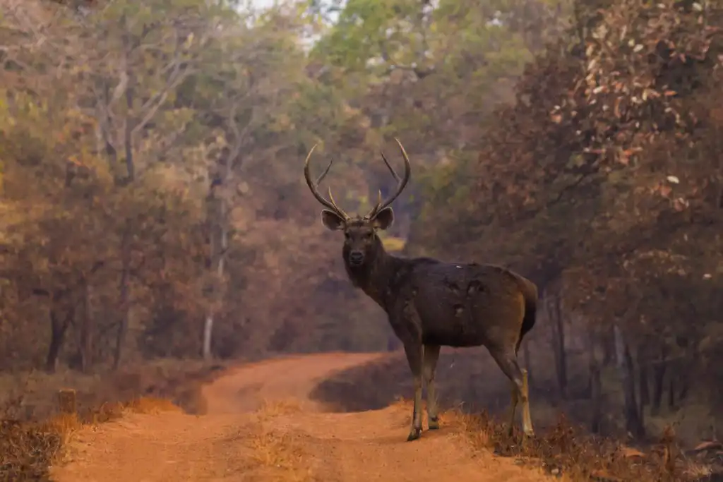 Jeep Safari in Tadoba