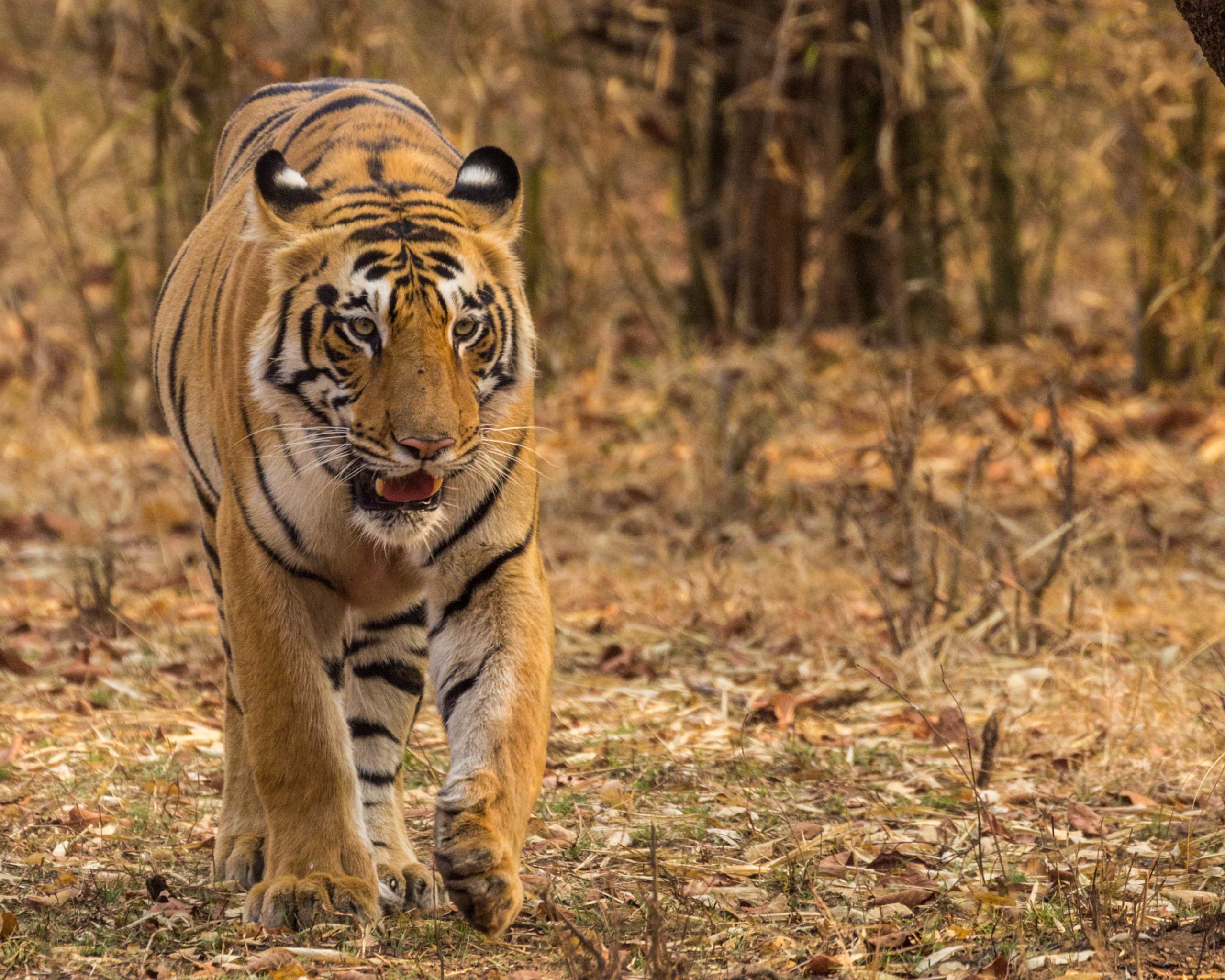 Pugdundee-safaris-tiger-safaris--in-tadoba