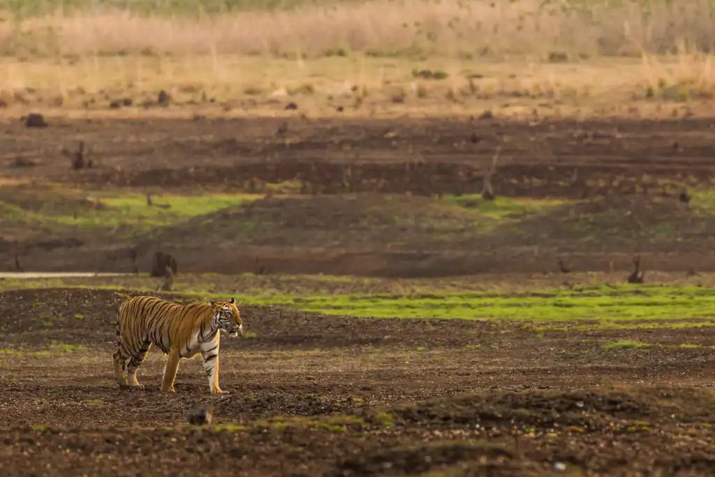 Tiger Safari in Tadoba