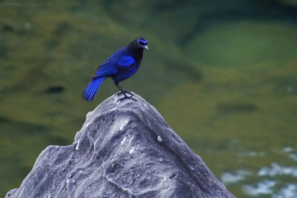 Malabar Whistling Thrush