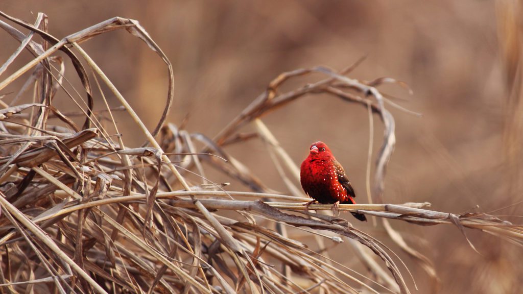 Red Avadavat