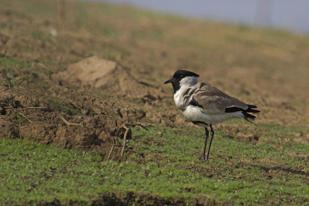 River Lapwing