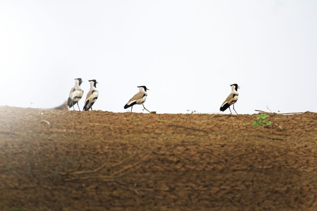 River Lapwing