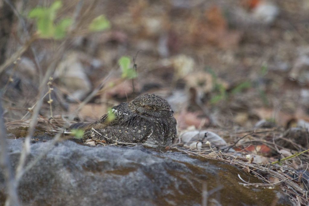 Savanna Nightjar