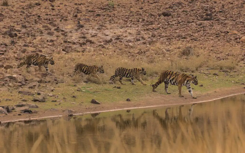 group of tigers