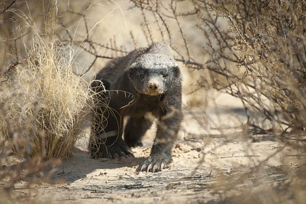 pugdundee-safaris-flora-and-fauna-spotting-worlds-most-fearless-animal-in-satpura-honey-badger-honeybadger