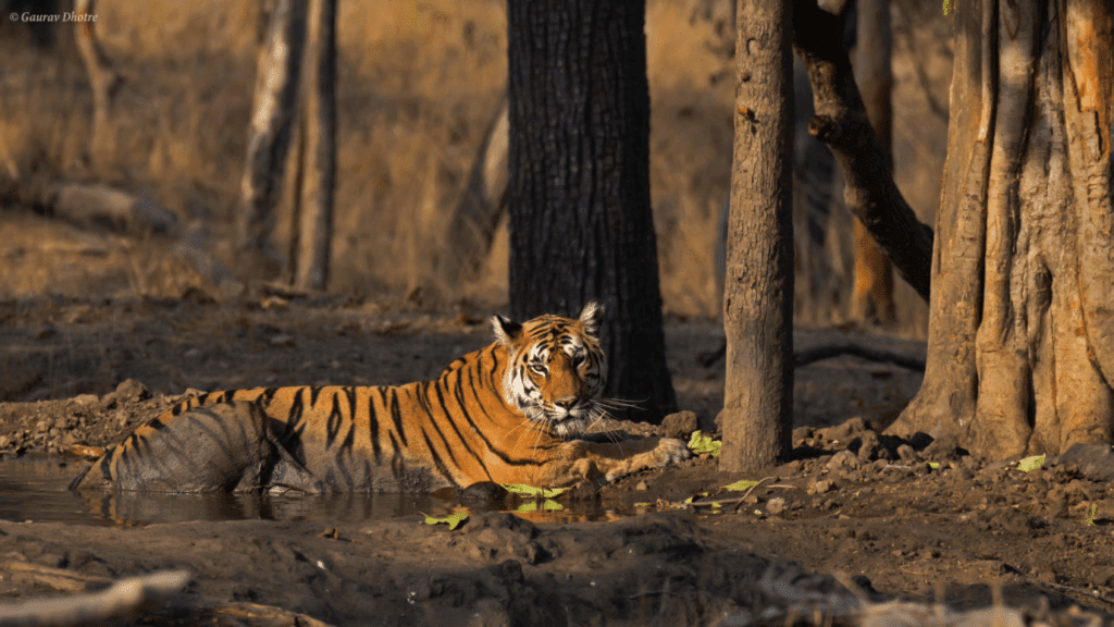 langdi cubs of badimada