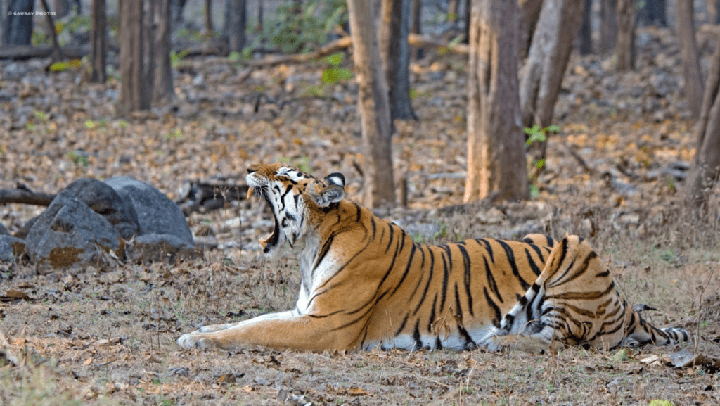 collarwali tigress queen of pench