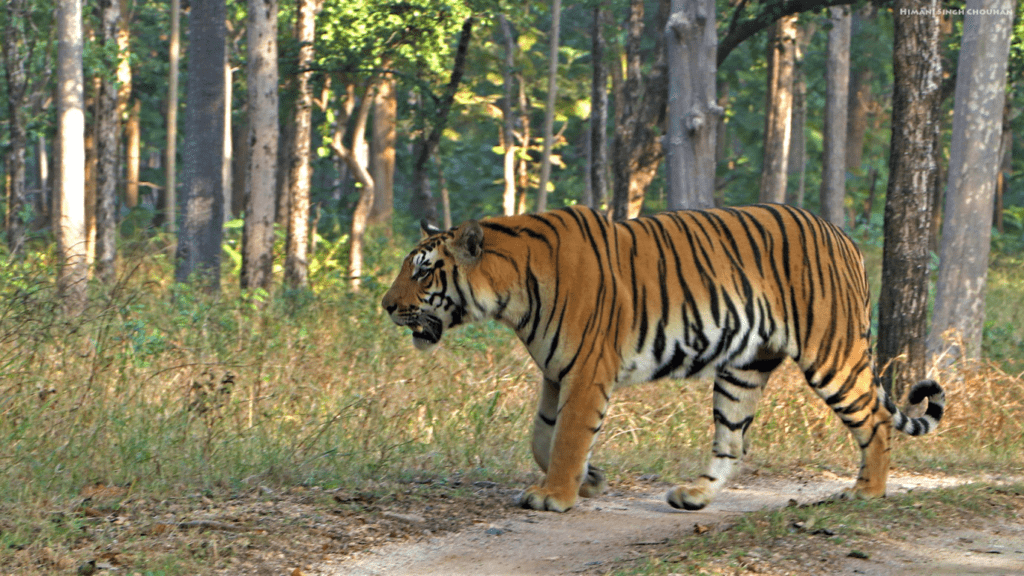 trishul new male tiger