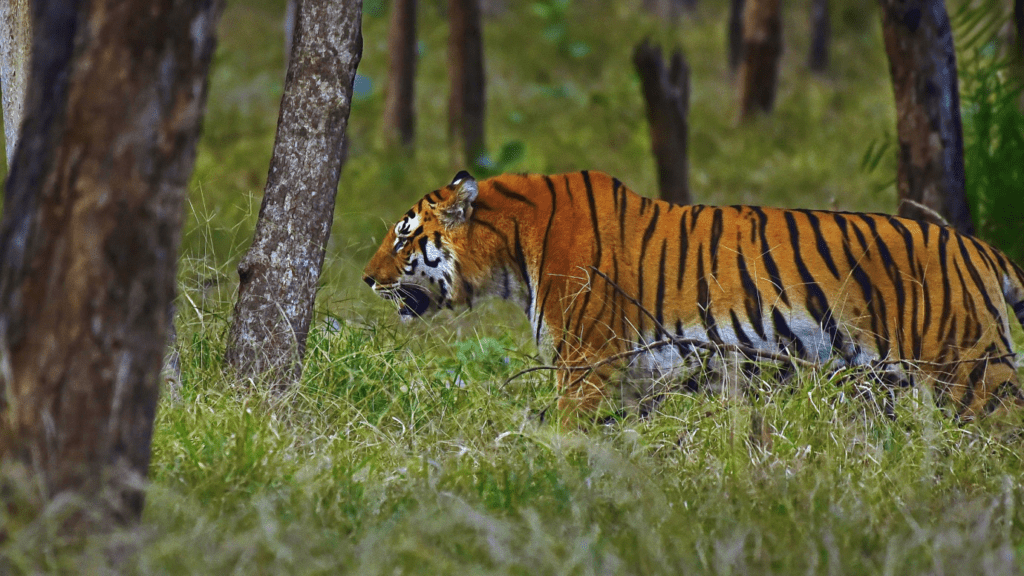 l-mark dominant male tigers