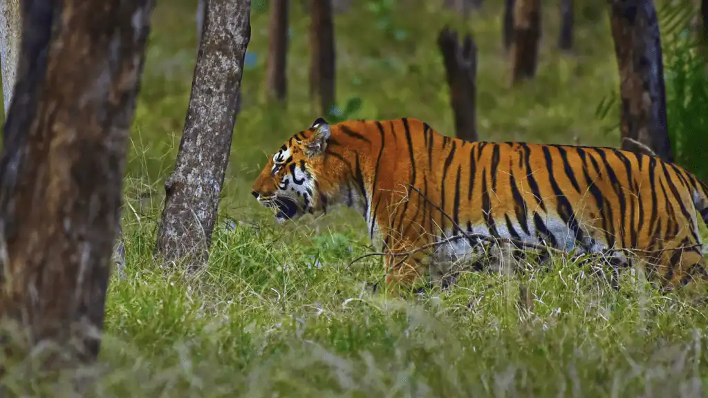 l-mark dominant male tigers