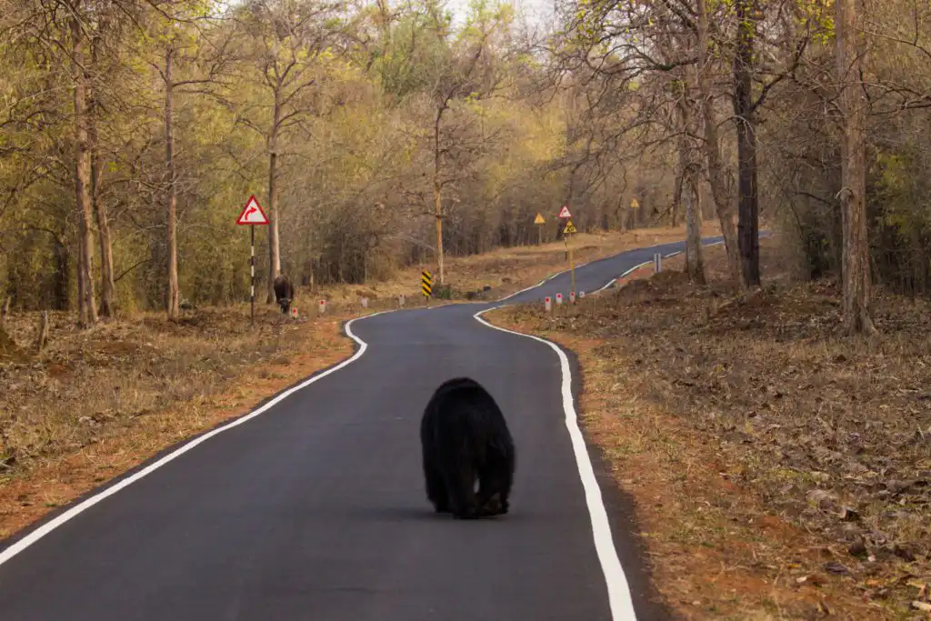 sloth bear