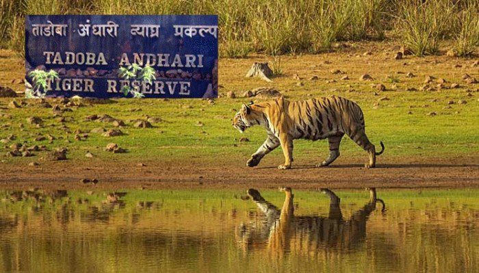 How to reach Tadoba National Park