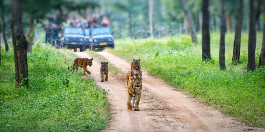 tips for tiger safari in india