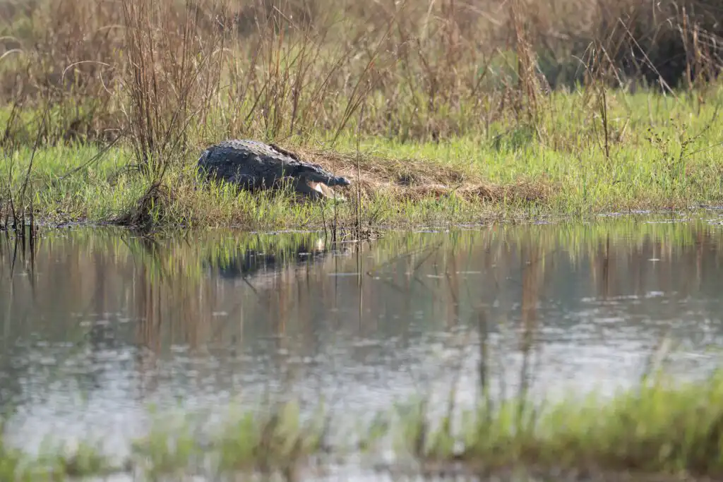 basking crocodile