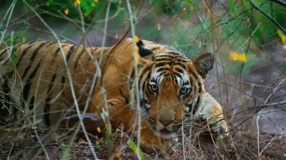 Tiger’s Night Vision