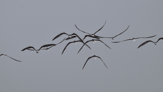 Indian-Skimmers