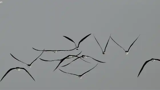 Skimmer-in-Satpura