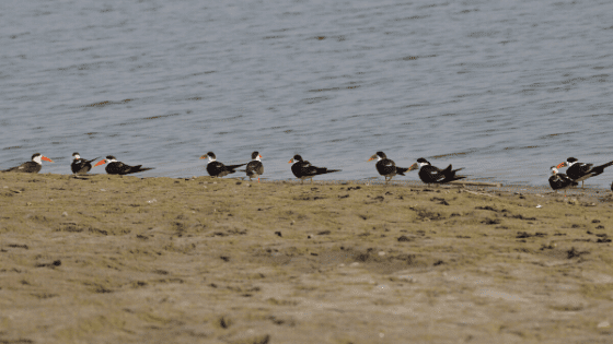 Skimmers-in-india