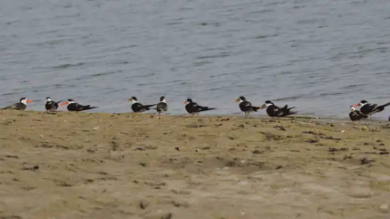 Skimmers-in-india