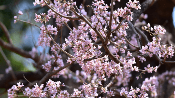 Tinsa-Flowers-in-madhya-pradesh