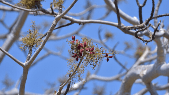 Ghost-Tree-Flowers-madhya-pradesh