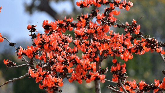 Palash-Flowers-in-madhya-pradesh 