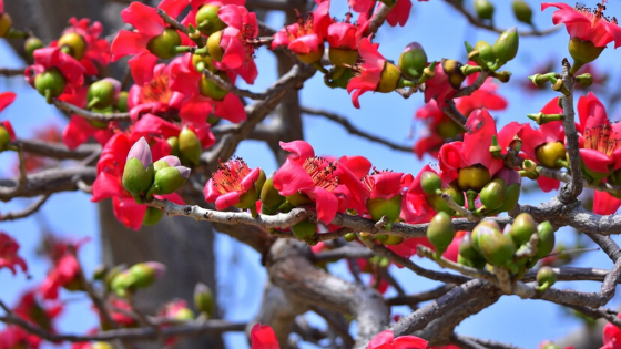 Silk-Cotton-Tree-Flowers