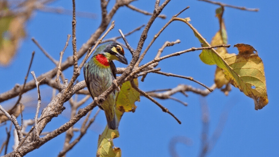 Coppersmith-Barbet