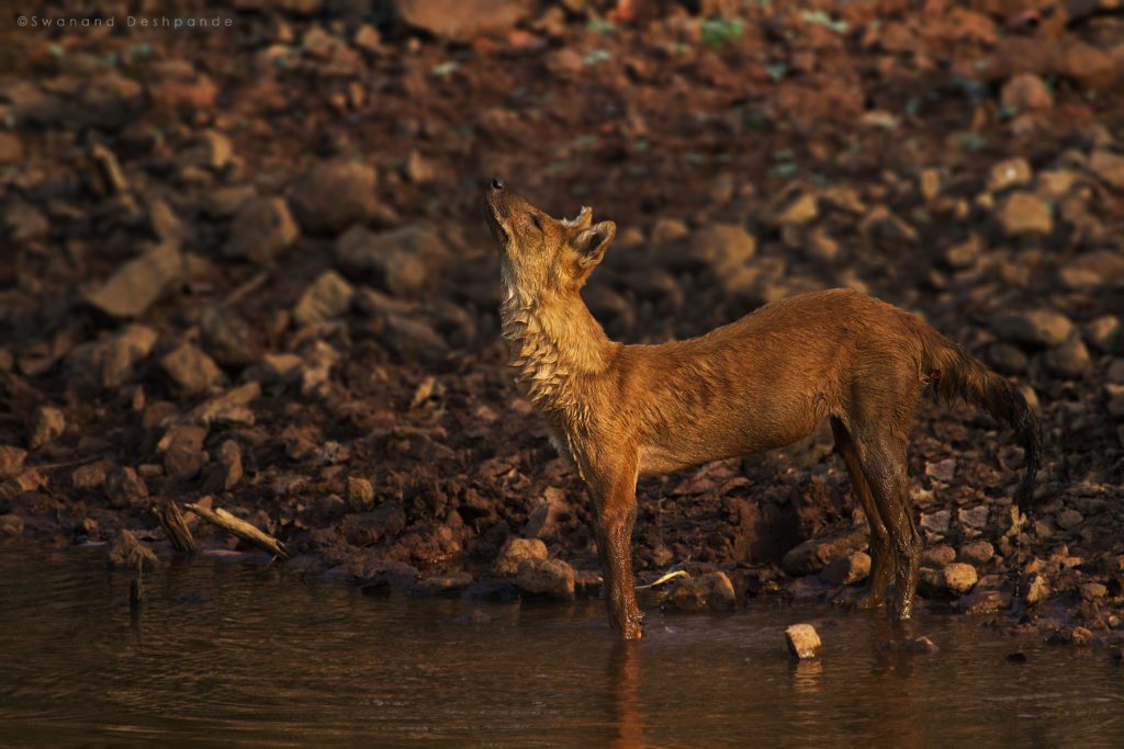 Dhole 