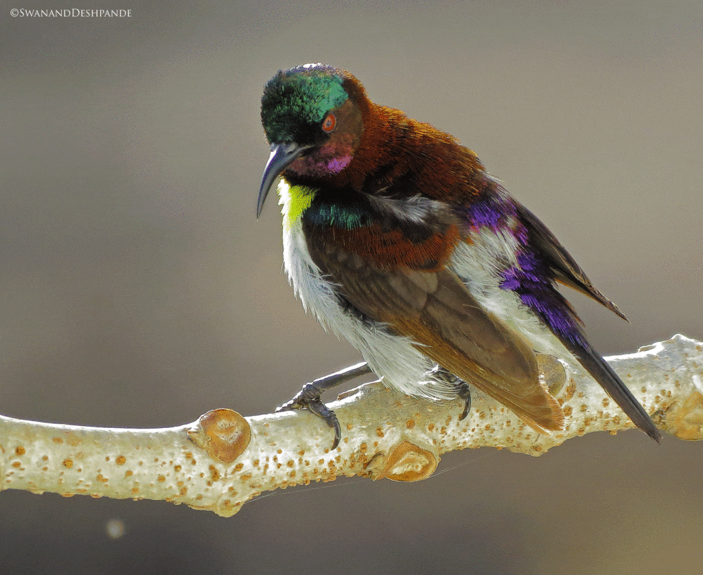 Birds in Satpura