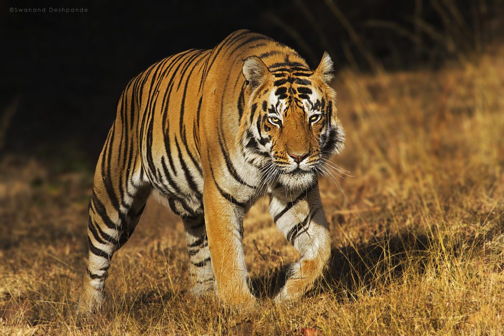 Tiger Safari in India