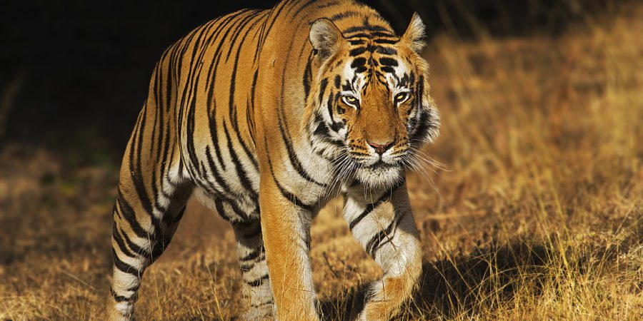 What are the Big 5 of Indian Safari? | India Big 5 Safari