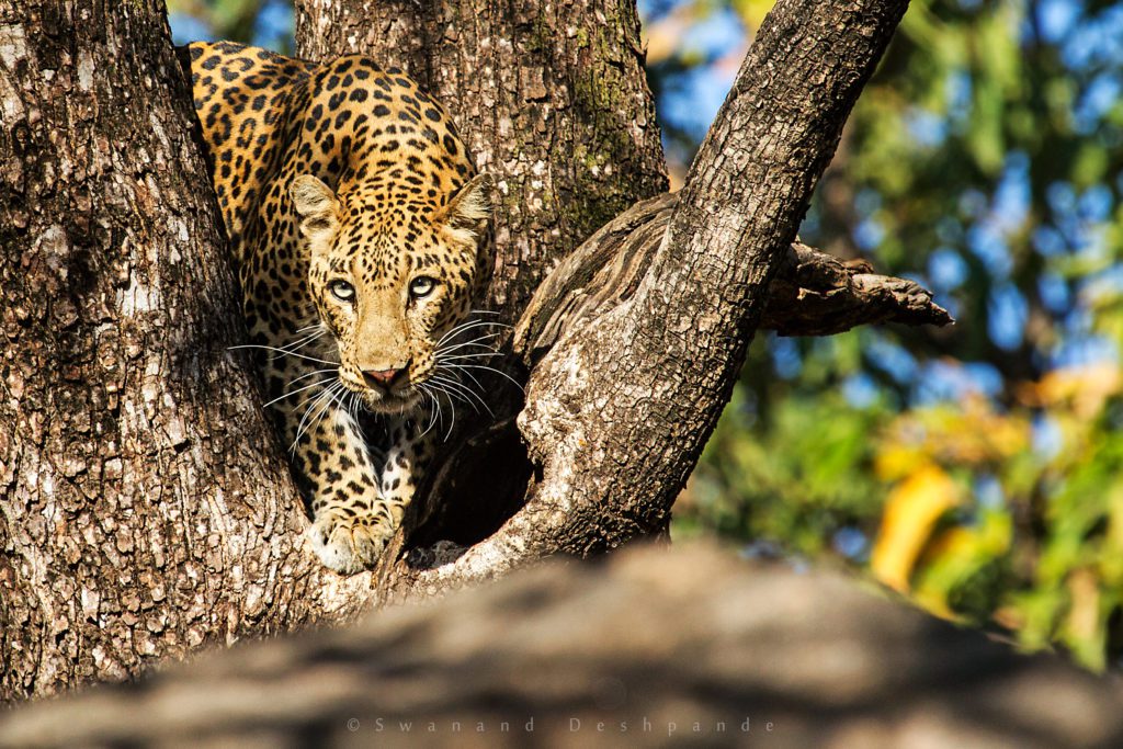 Indian leopard