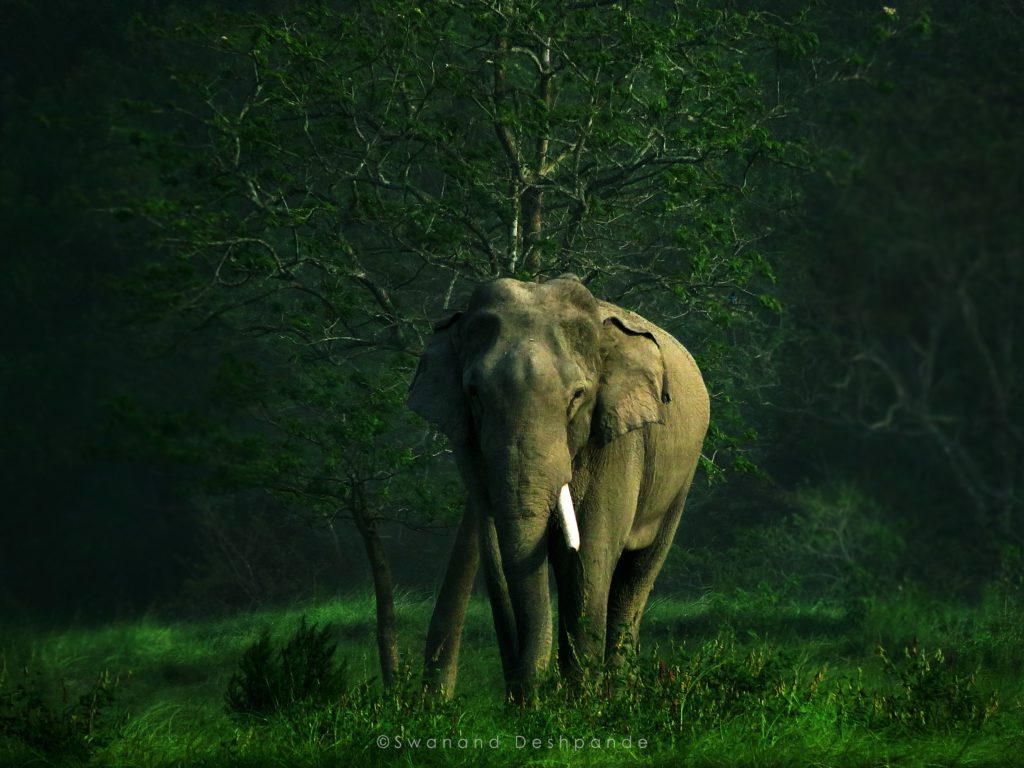 Asian Elephant