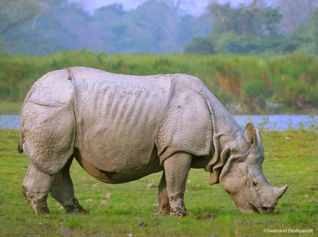 Greater One Horned Rhinoceros