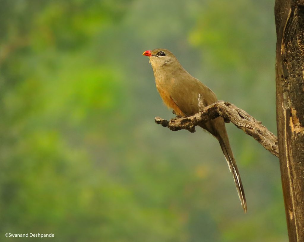 indian birds