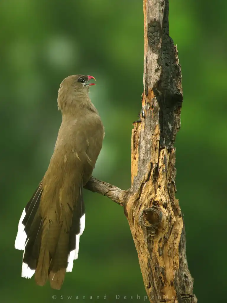 Birds in Satpura