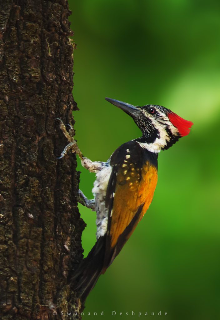 indian birds