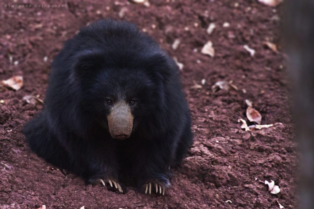 Indian Sloth Bear