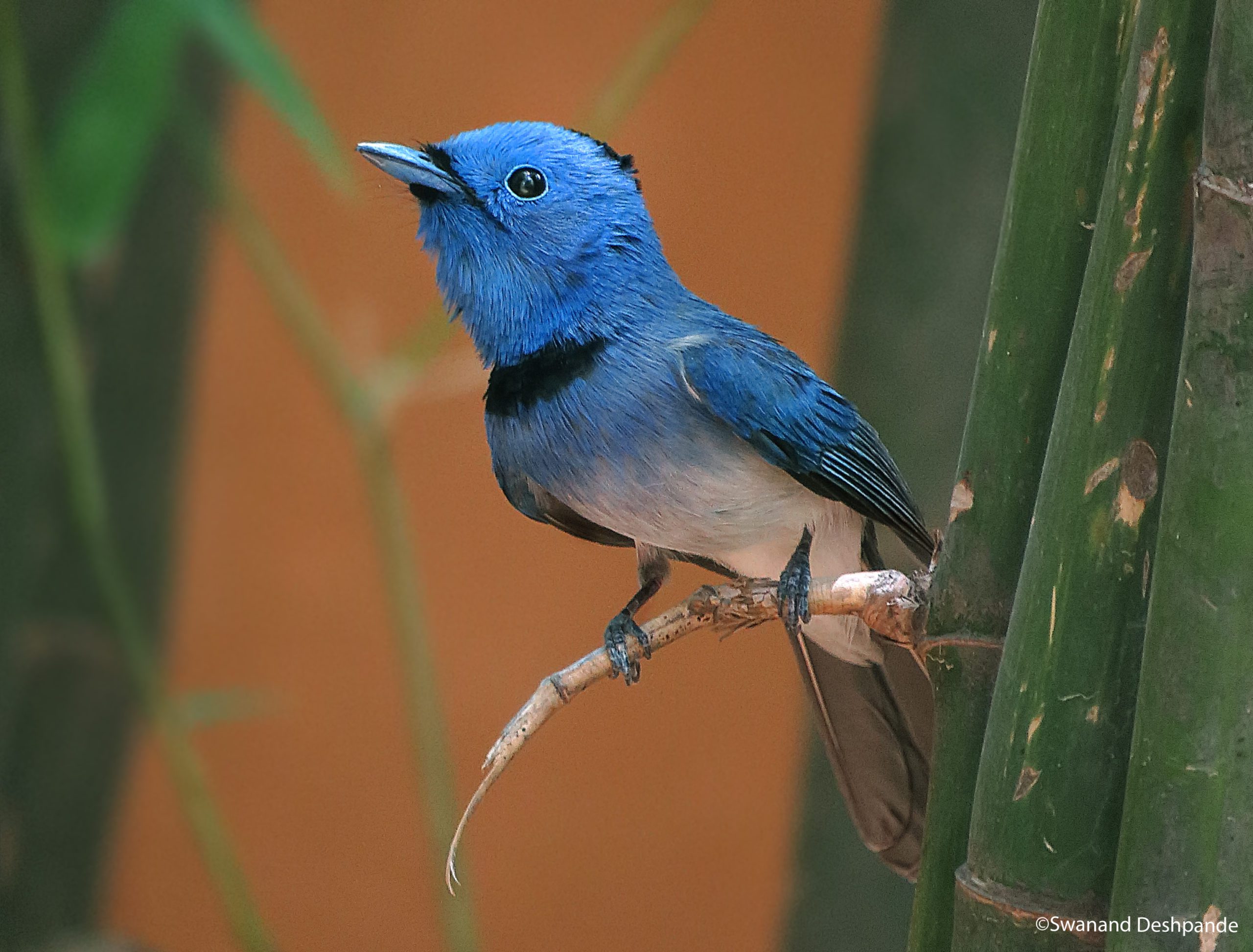 Birds in Satpura