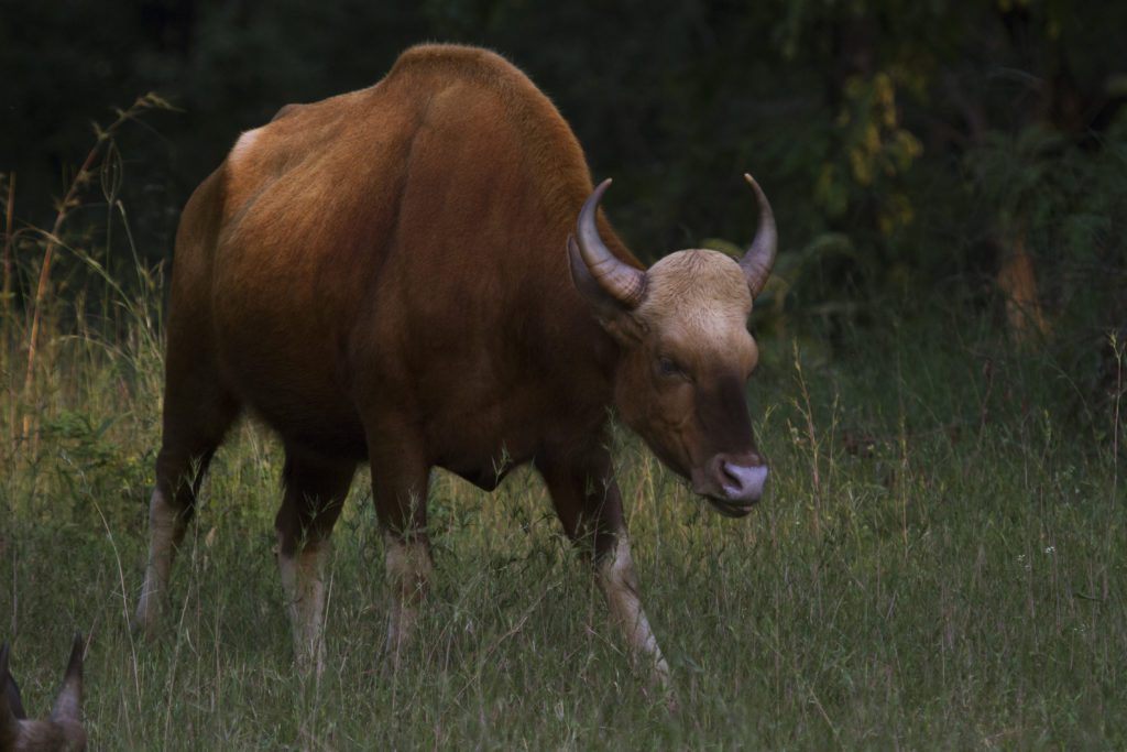 Indian Gaur